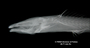 Brachyglanis melas FMNH 53217 holo lath x